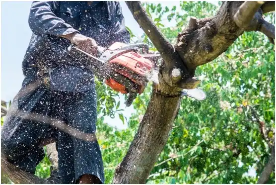 tree services Mineral Point